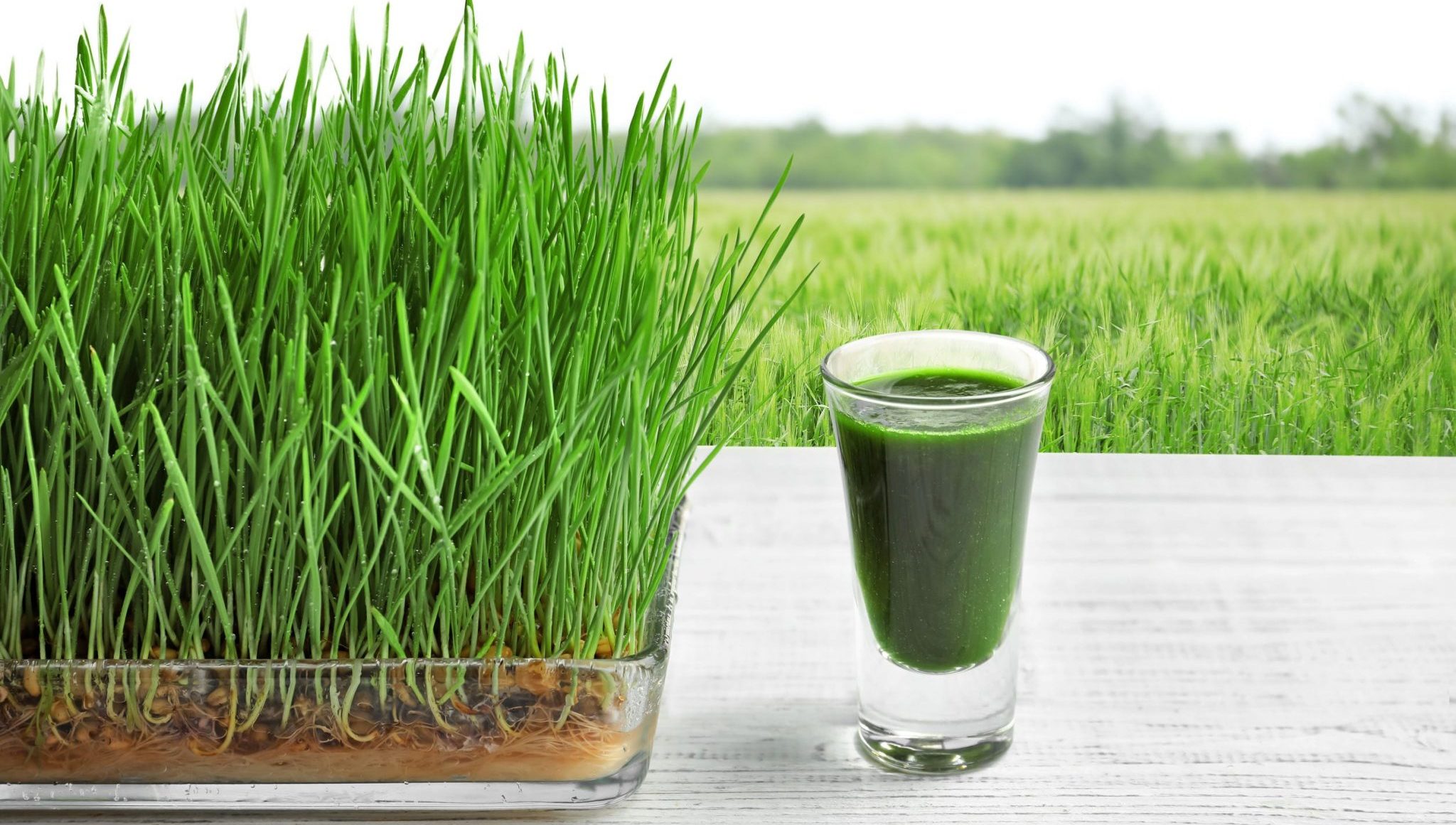 Wheatgrass and your health